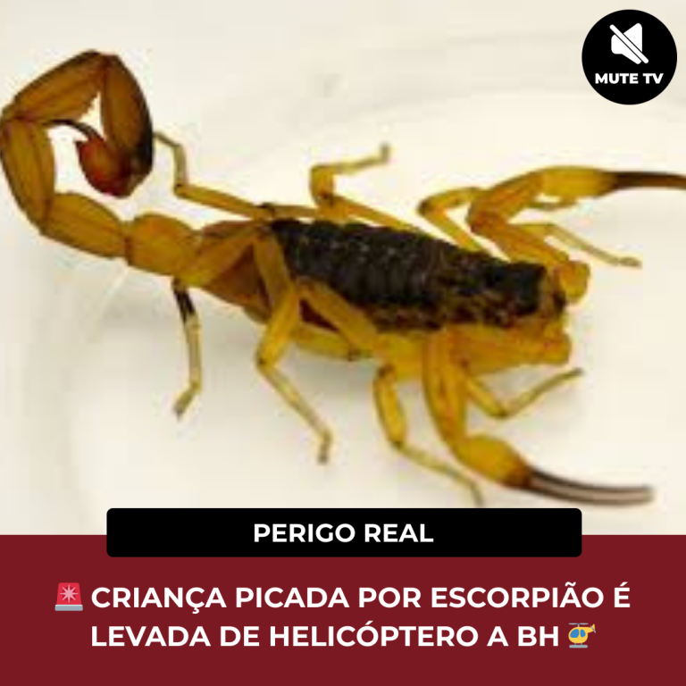🚨 CRIANÇA PICADA POR ESCORPIÃO É LEVADA DE HELICÓPTERO A BH 🚁
