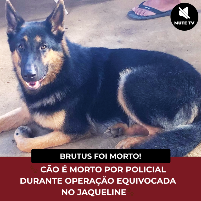 🐾 PASTOR ALEMÃO É MORTO POR POLICIAL DURANTE OPERAÇÃO EQUIVOCADA NO JAQUELINE🐾