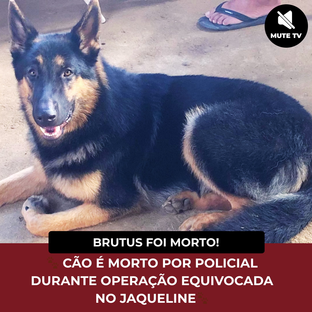 No momento, você está visualizando 🐾 PASTOR ALEMÃO É MORTO POR POLICIAL DURANTE OPERAÇÃO EQUIVOCADA NO JAQUELINE🐾