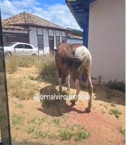 Leia mais sobre o artigo 🚨 DENÚNCIA: CAVALOS SE ALIMENTAM DO MATO NO CENTRO HISTÓRICO DE SANTA LUZIA!