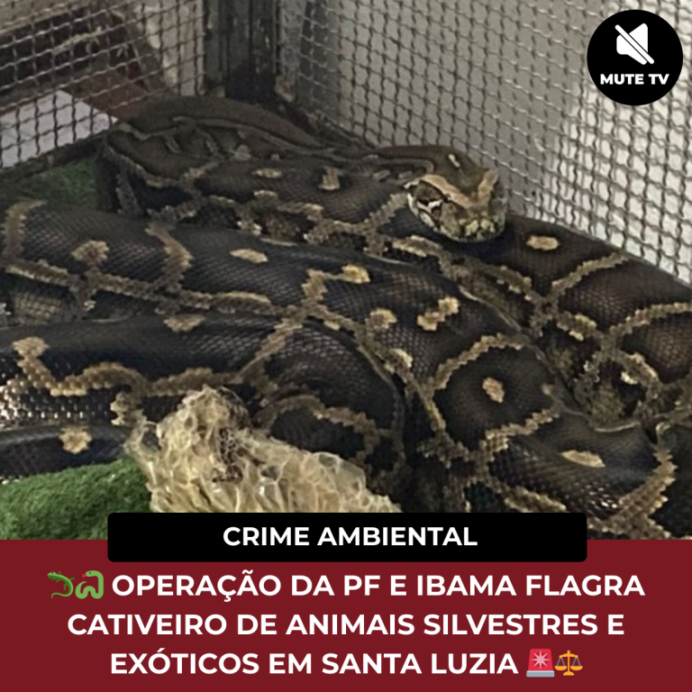 OPERAÇÃO DA PF E IBAMA FLAGRA CATIVEIRO DE ANIMAIS SILVESTRES E EXÓTICOS NA CIDADE