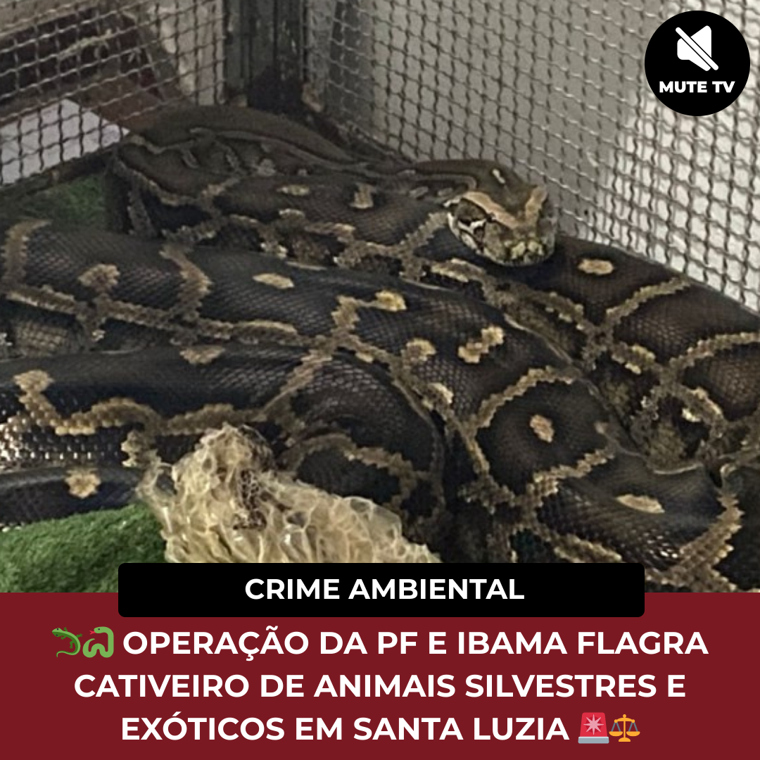 No momento, você está visualizando OPERAÇÃO DA PF E IBAMA FLAGRA CATIVEIRO DE ANIMAIS SILVESTRES E EXÓTICOS NA CIDADE